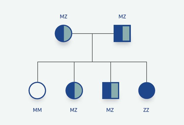 MZ parents with possible genotype for each child born